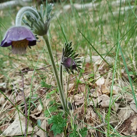 Vakantiehuis Forest House By Tisvilde Hegn On Natural Plot *