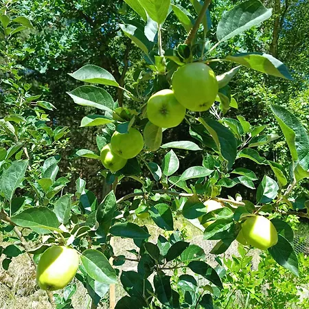 Forest House By Tisvilde Hegn On Natural Plot * Frederiksværk